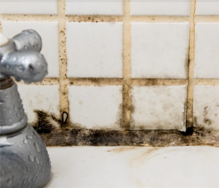 mold growing in the grout of a bathroom tile