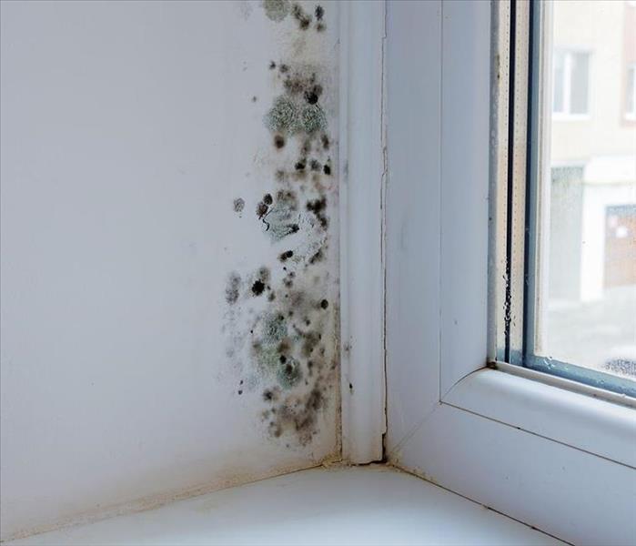 Mold on a white wall next to a window